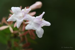 Abelia chinensis